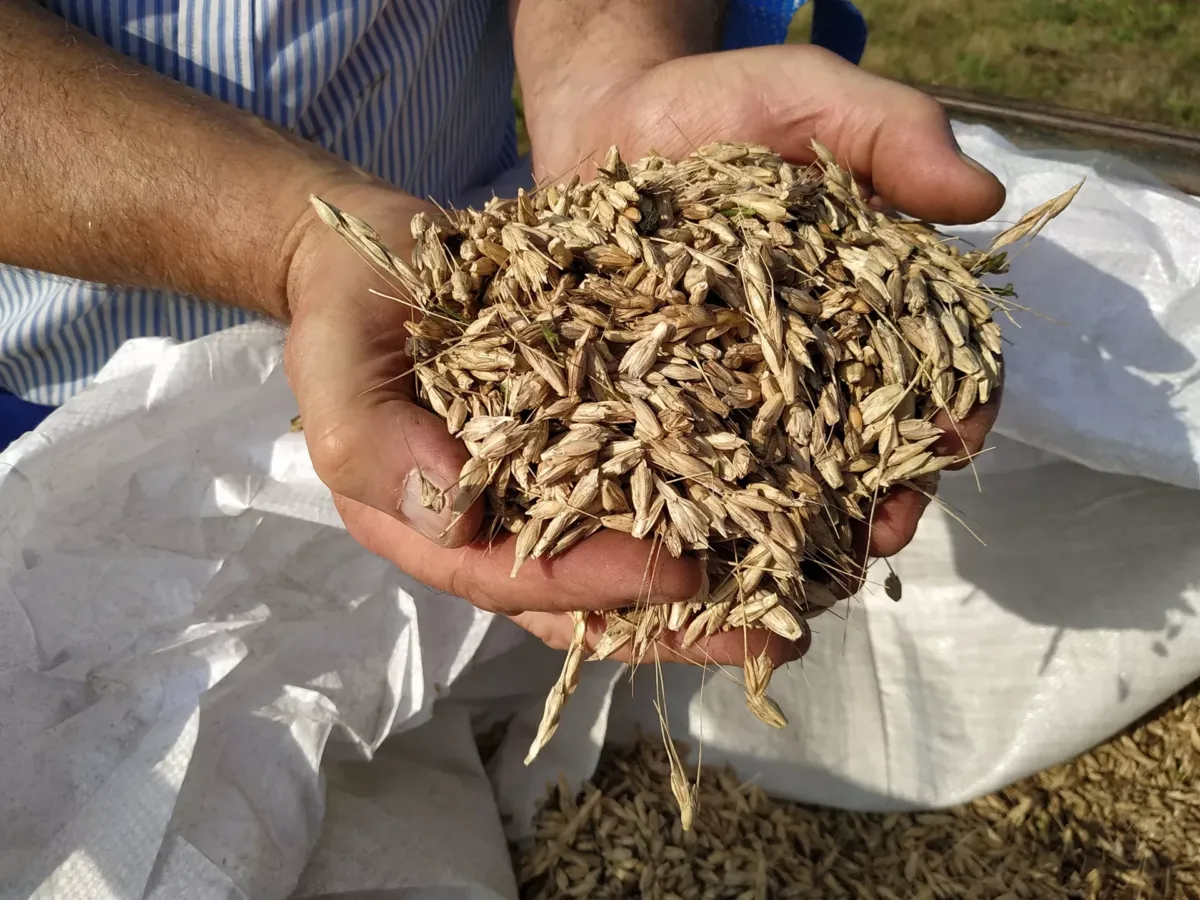 Mano sujetando grano de espelta