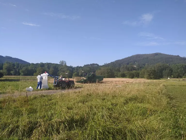 Personas cosechando en el campo