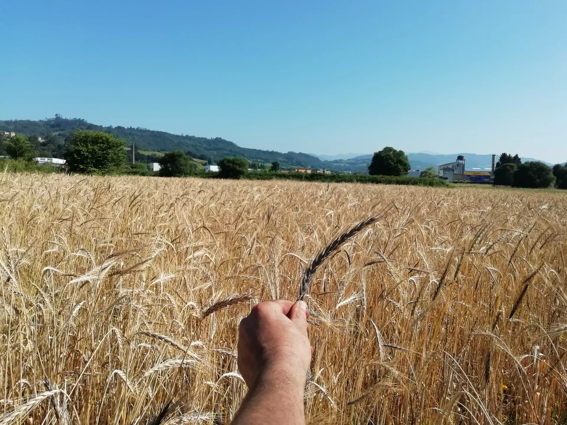 Campo de espelta seco y una mano sujetando una espiga