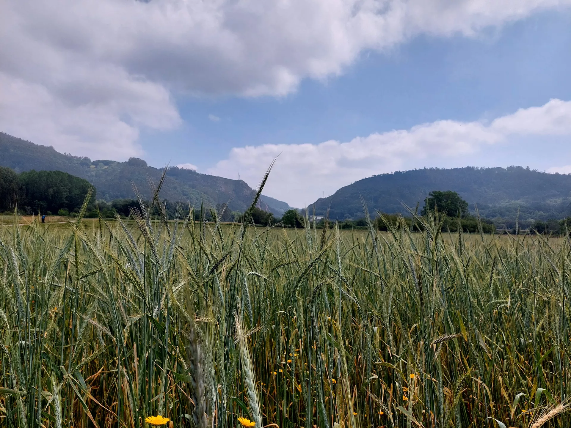 Campo de espelta verde