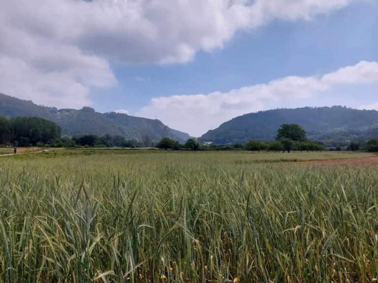 Campo de espelta verde