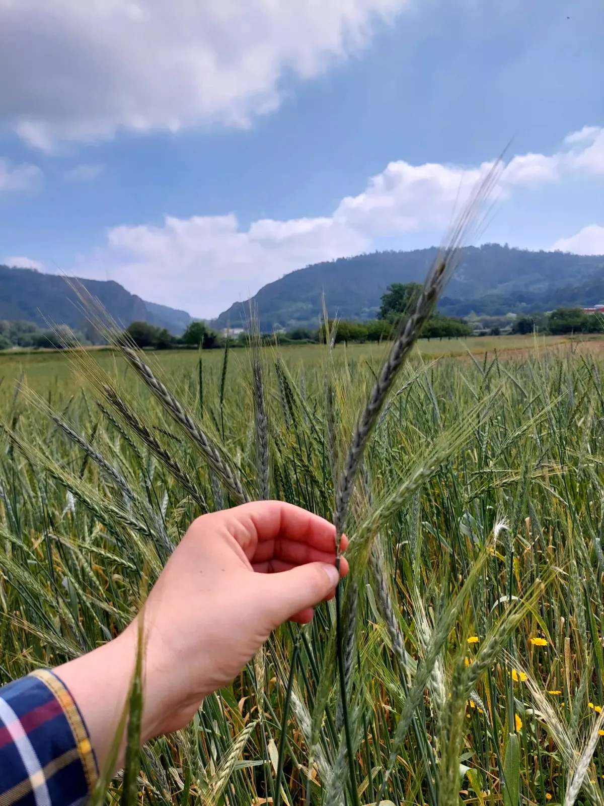 Mano sujetando una espiga verde